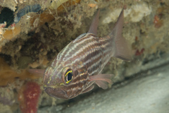 Cheilodipterus macrodon