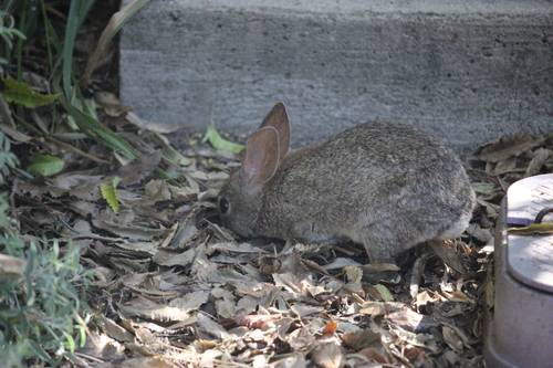iNaturalist observation photo of Brush Rabbit