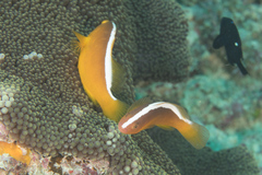 Amphiprion sandaracinos