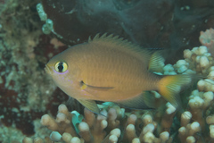 Pycnochromis atripes