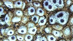 Acarospora thelococcoides