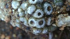 Acarospora thelococcoides