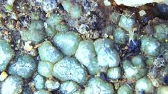 Acarospora thelococcoides