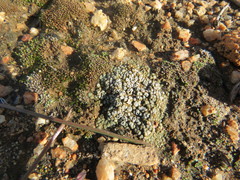 Acarospora thelococcoides