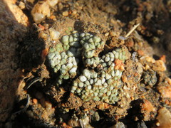 Acarospora thelococcoides