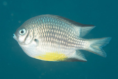 Amblyglyphidodon leucogaster