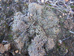 Acarospora thelococcoides