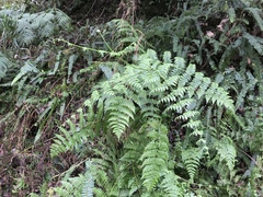 Dennstaedtia scandens