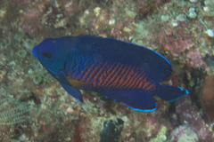 Centropyge bispinosa