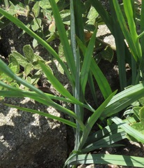 Radinosiphon leptostachya