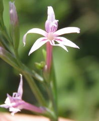 Radinosiphon leptostachya