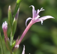 Radinosiphon leptostachya