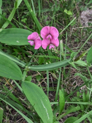 Lathyrus sylvestris iNat (3)