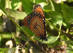 Danaus eresimus montezuma