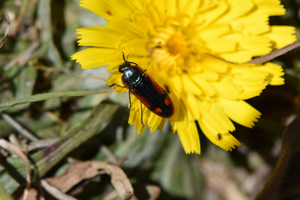 Lasionota huaylasiensis