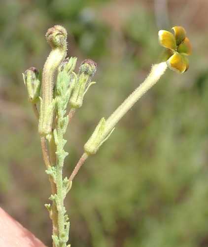 Image of Jamesbrittenia burkeana by (c) Nicola van Berkel, some rights reserved (CC BY-SA)
