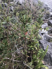 Berberis tarokoensis