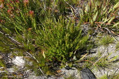 Geissoloma marginatum