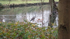 Ardea cinerea