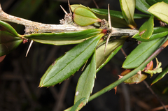 Berberis tarokoensis
