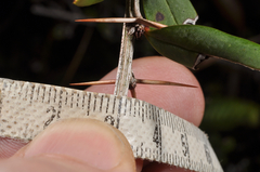 Berberis tarokoensis