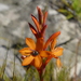 Watsonia minima - Photo (c) lennartn, some rights reserved (CC BY-NC), uploaded by lennartn