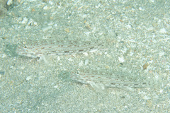 Istigobius decoratus