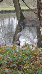 Ardea cinerea