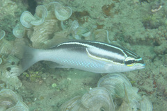 Scolopsis trilineata
