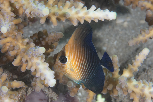 Photo of Yellow Tang (Zebrasoma scopas)