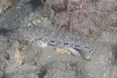 Istigobius decoratus