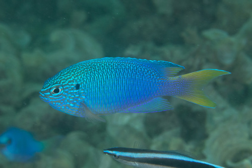 Peacock Damsel