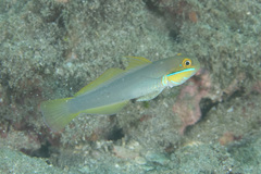 Valenciennea strigata