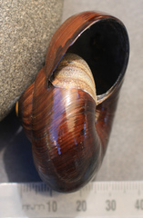 Powelliphanta annectens
