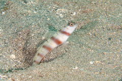 Amblyeleotris steinitzi