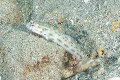 Ctenogobiops feroculus