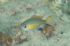 Pycnochromis vanderbilti