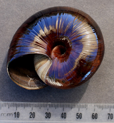 Powelliphanta annectens