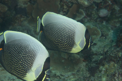 Chaetodon reticulatus