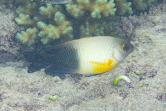 Chrysiptera unimaculata