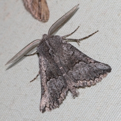 Drepanogynis interscripta