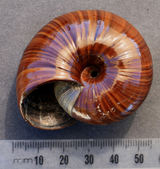 Powelliphanta annectens