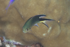 Pomachromis richardsoni