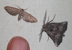 Drepanogynis interscripta