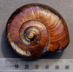 Powelliphanta annectens