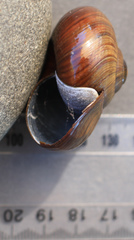 Powelliphanta annectens