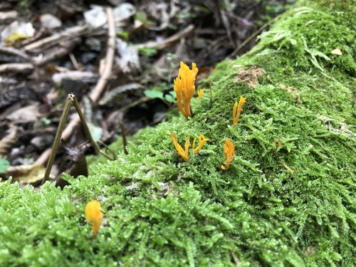 Calocera viscosa