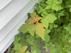 Acer rubrum image