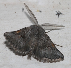 Drepanogynis interscripta