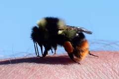 Bombus cullumanus